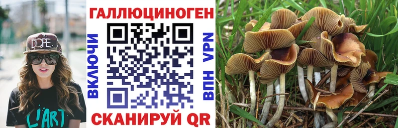 Псилоцибиновые грибы Psilocybe  Медвежьегорск 